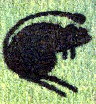 Shoulder Flash of 4th Armoured Brigade, 'The Black Rats'